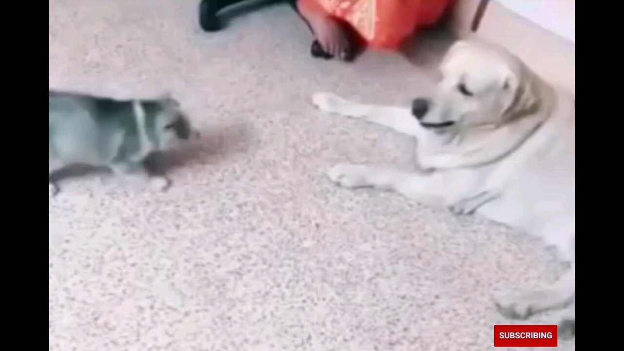 Little puppy with funny dog trending video