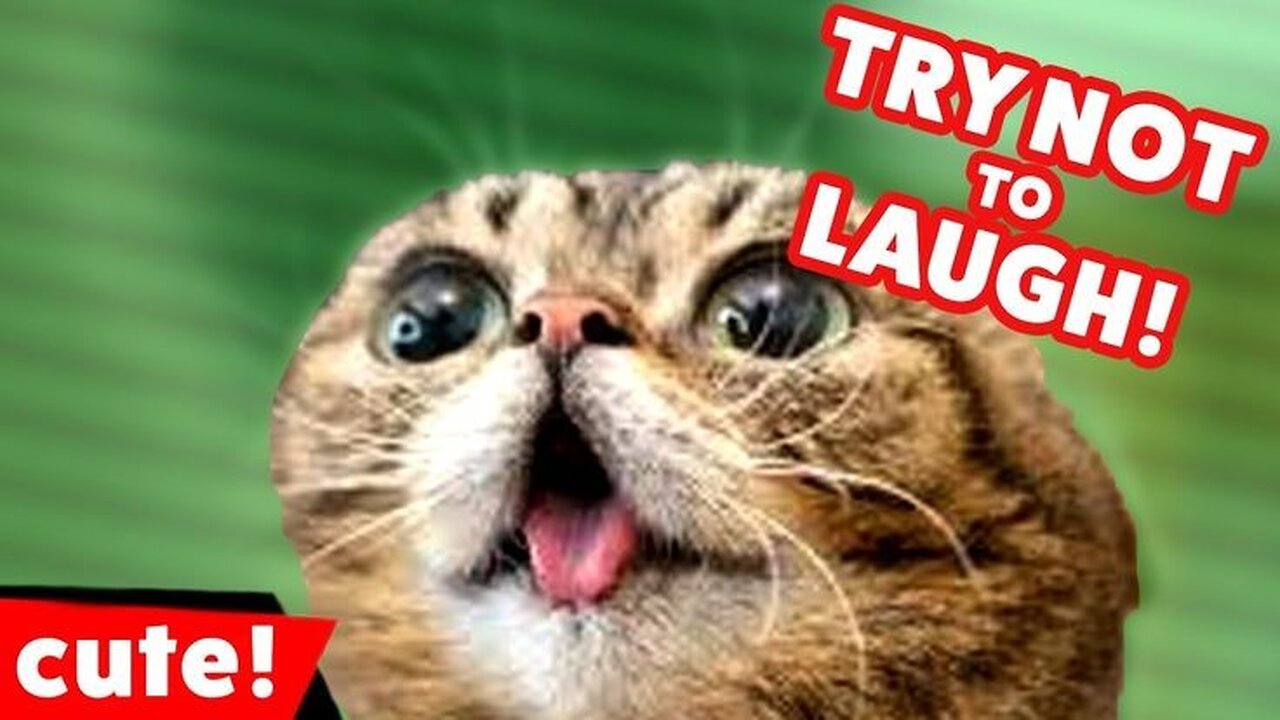 funny cat reaction 😂