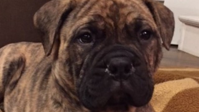 Bullmastiff Puppy Surprise to Crying Kids