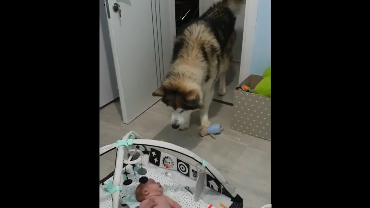 Dog meets a baby for first time