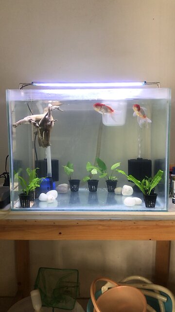 Two Amigos - my goldfish