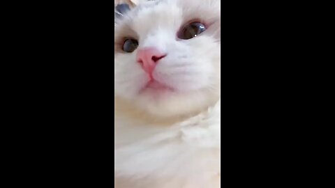 funny cute cat 🐈