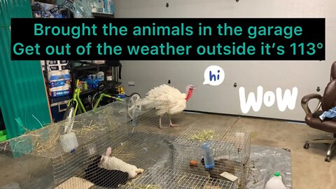 Oh my goodness it's going to be 113° what can we do with these animals to keep them safe