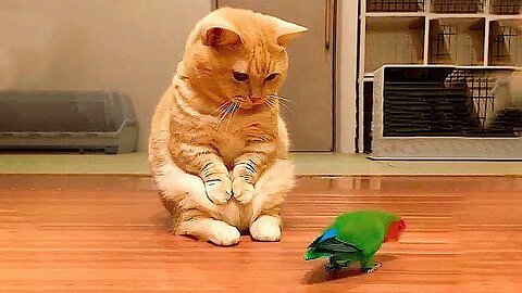 😹 FUNNY CATS AND DOGS | FUNNY ANIMALS