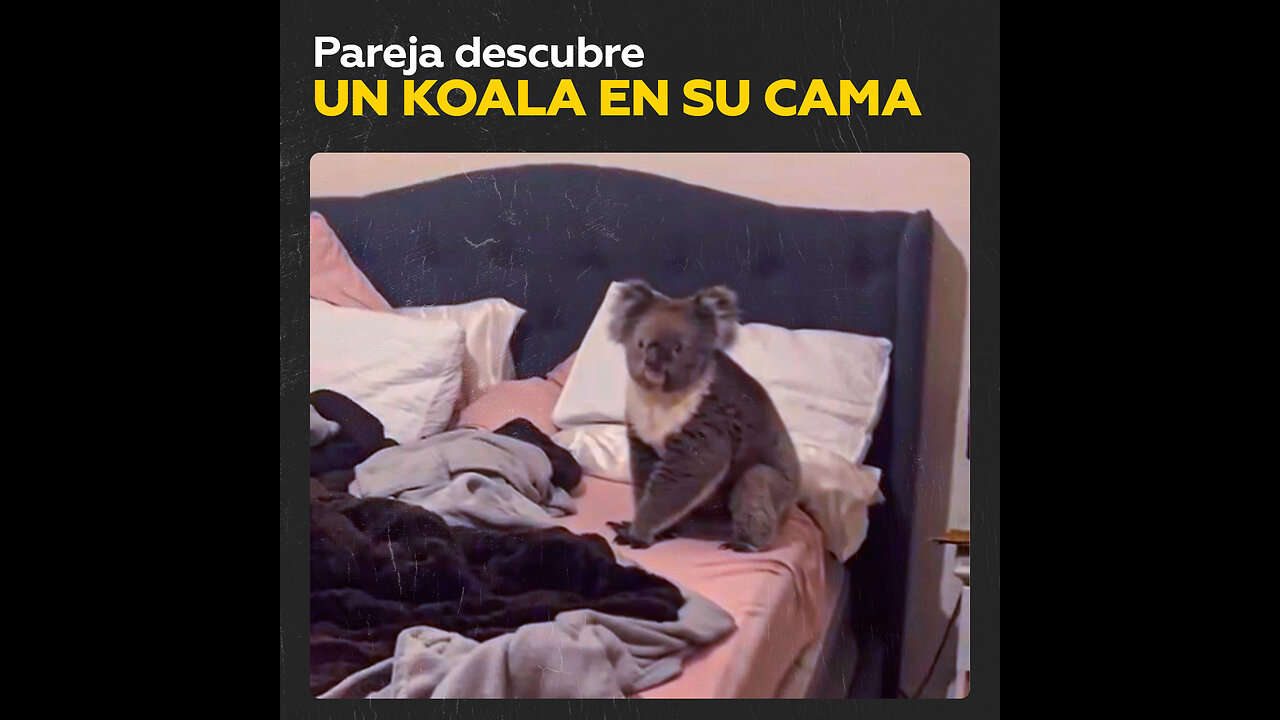 Imagina que entras en tu habitación como de costumbre y ves… un koala