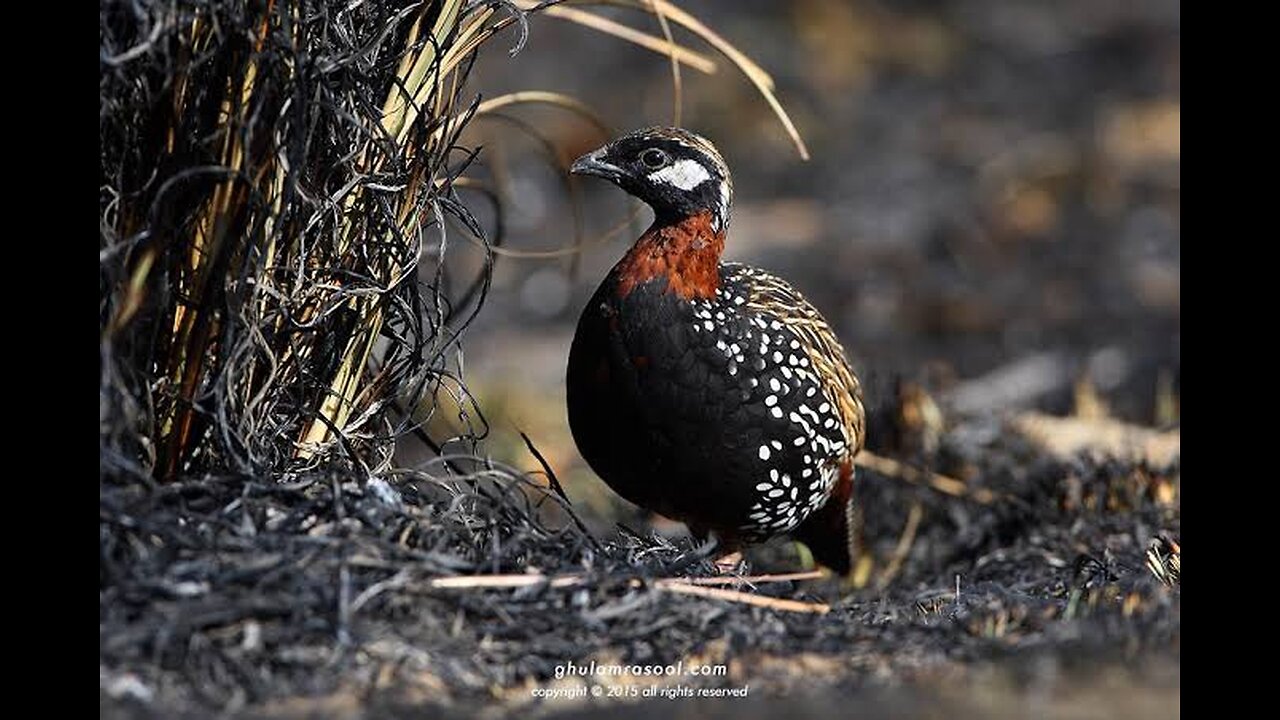 Black Francolin || Kala Teetar