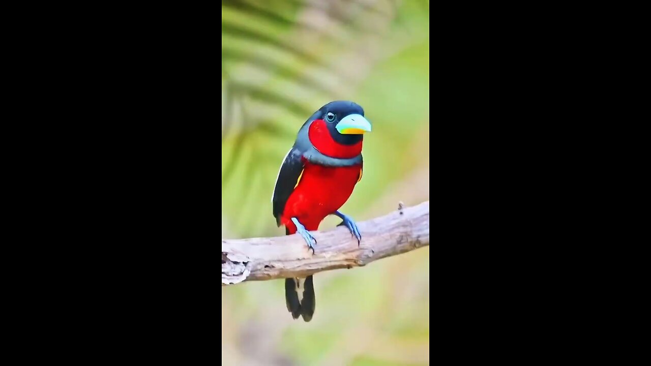 very beautiful bird