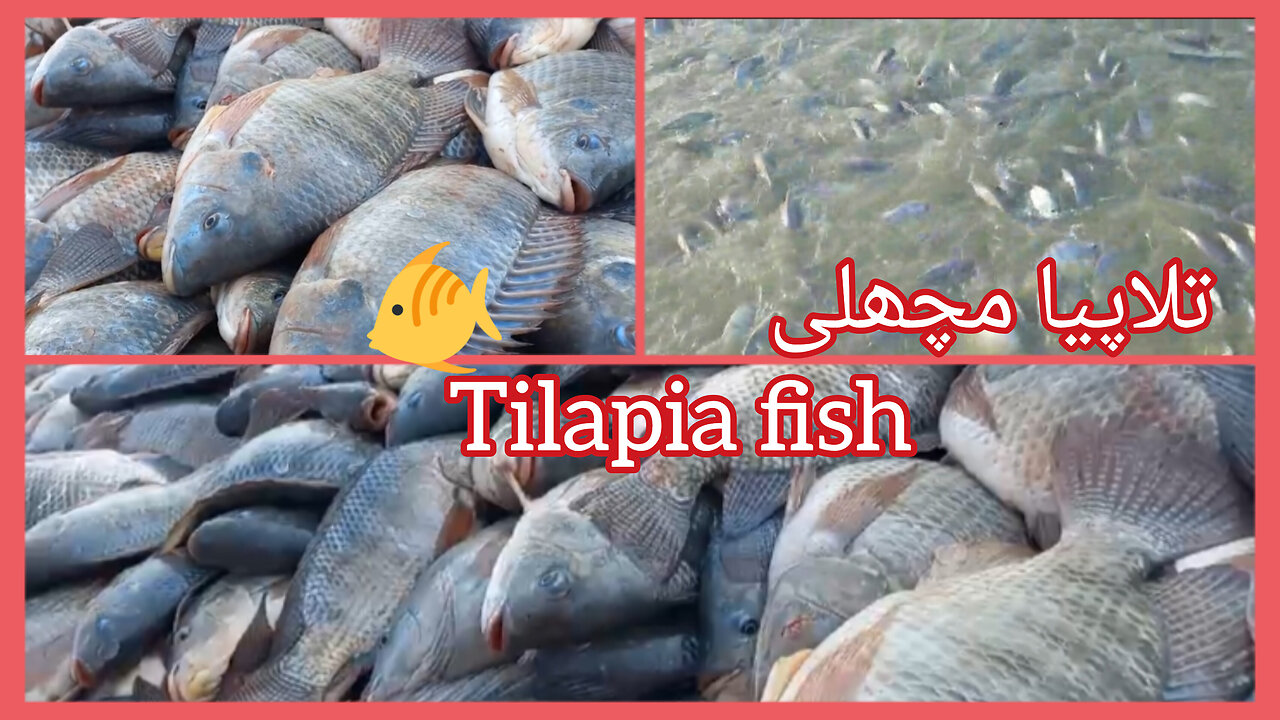 Catching Tilapia fish (تلاپیا مچھلی)