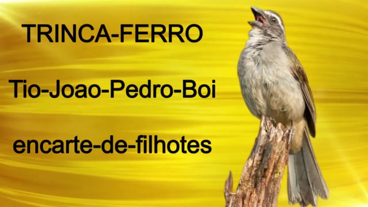 CANTO TRINCA FERRO TIO JOAO PEDRO BOI PARA ENCARTE DE FILHOTES