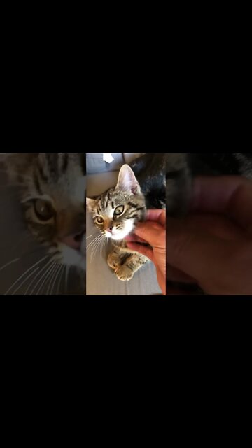 Cutest feral kitten we found hiding in car engine doing well