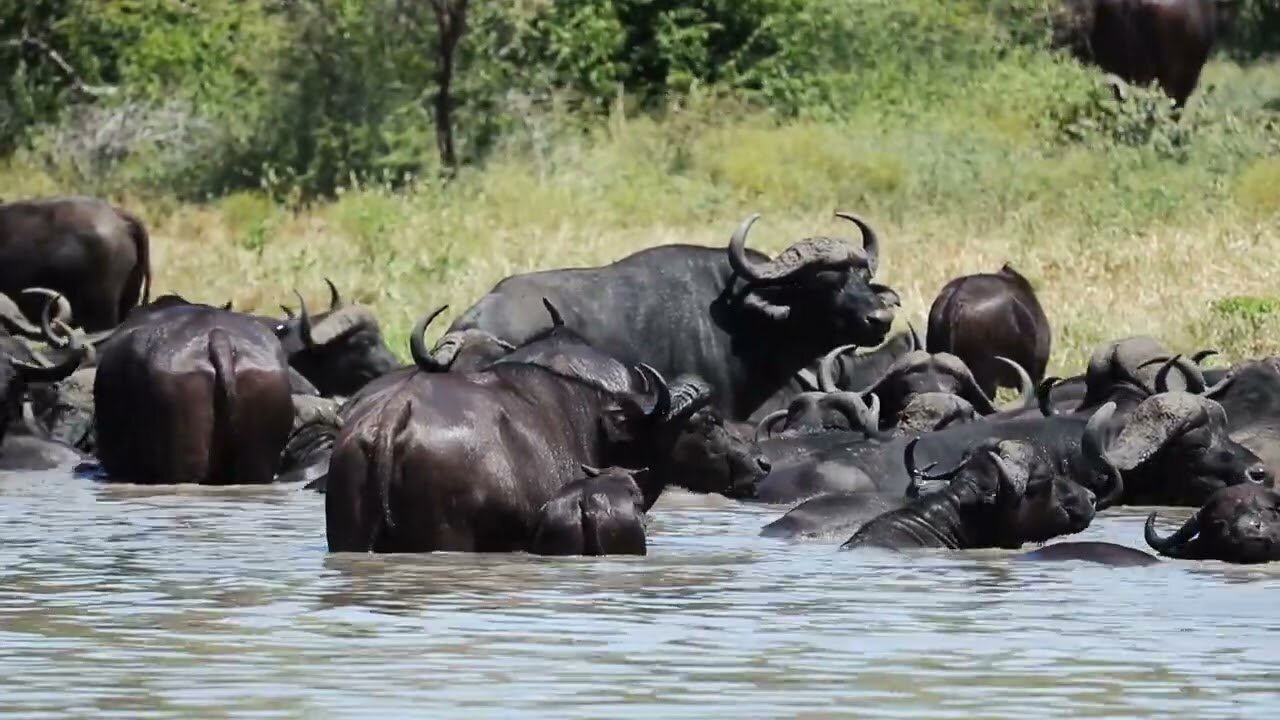 Buffalo in Water Copyright Free Animal Videos