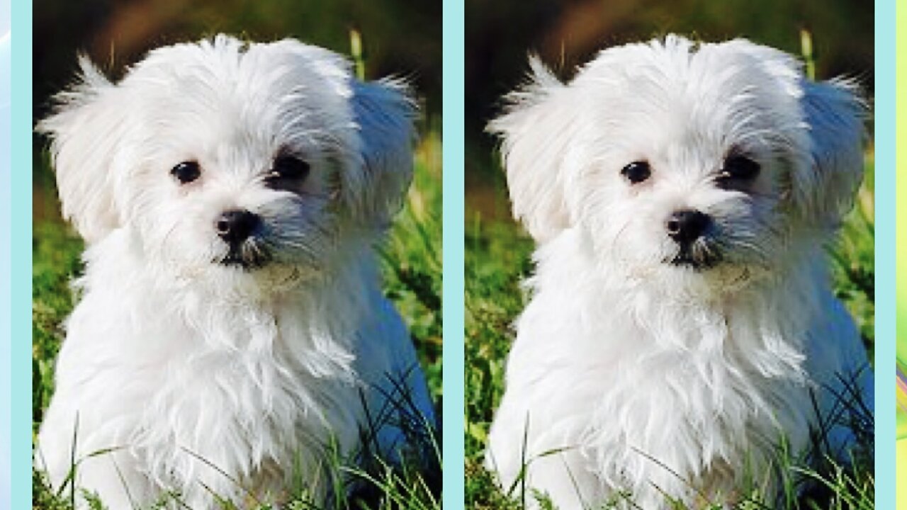 Dog 🐶 puppy pet cute charming Adorable scene playing with cute dog slippers