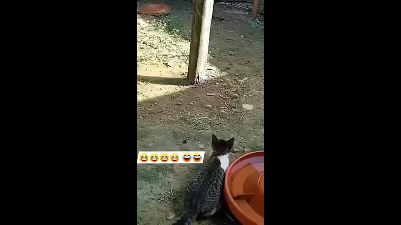 Cat and hen funny video