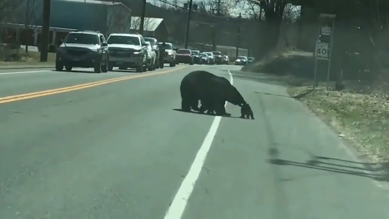 Momma Bear trying her best to herd her cubs