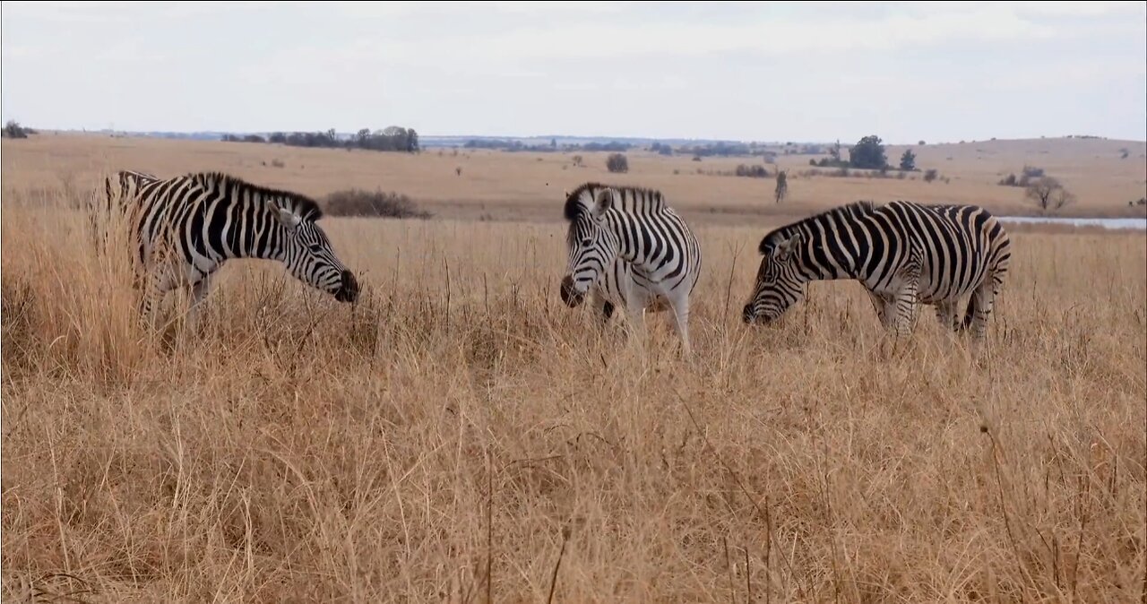 Zebras in the Wild