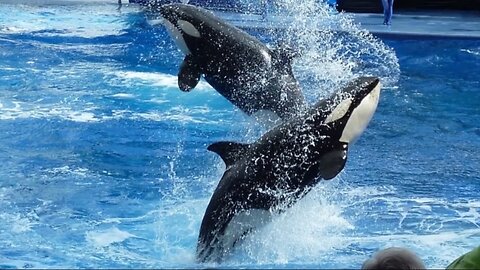 KILLER WHALE