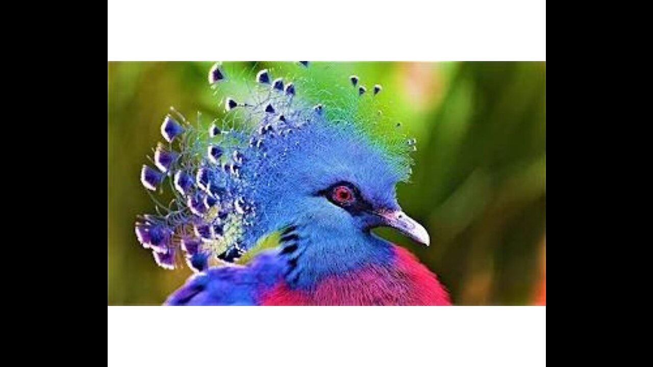 10 Most Beautiful Birds on Planet Earth 2