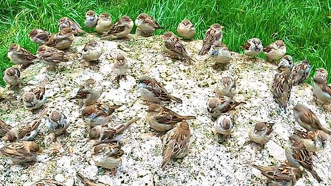 Sparrows are Waiting for Me on the Feeding Rock