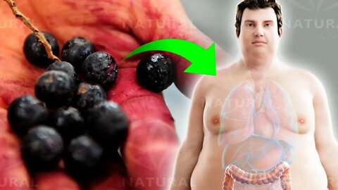 They Look Like Blueberries But Have Far More Benefits! (Acai Benefits)