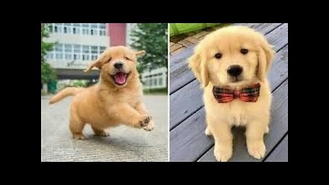 Funniest Animals 😂 Funny Dogs and Cats Videos 2023 😺🐶