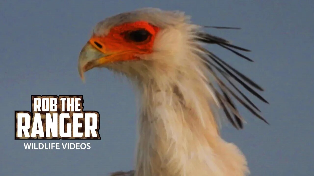 Secretary Birds Courtship Ritual? | Maasai Mara Safari | Zebra Plains