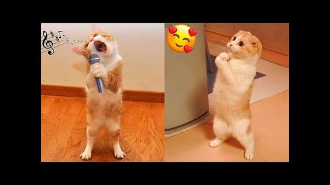 Funny Cats and Dogs Videos 🤣 - Funniest Animal Videos 2023! 🥰 Part 4