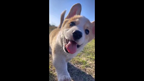 So cute little puppy 🐶 #animal funny videos #vairal #cute animals