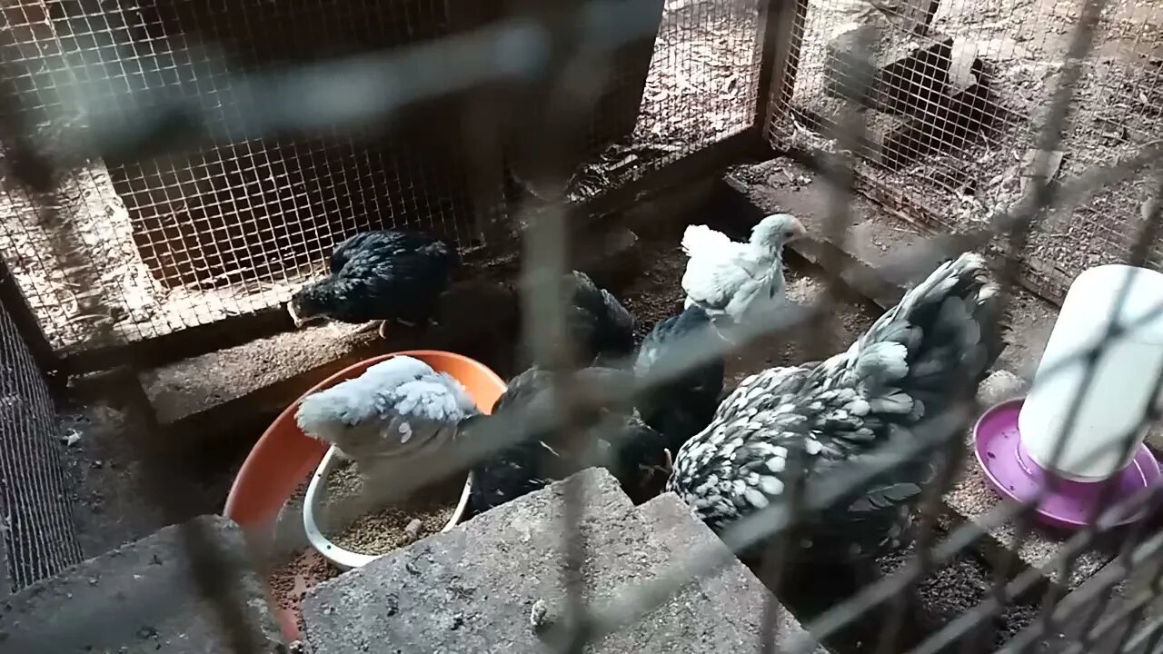 Chicks first day outside, 6th June 2021