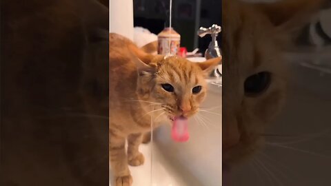 This Cat Attempt At Drinking Water Will Make You Laugh Hysterically #shortsvideo #shorts #cat #cute