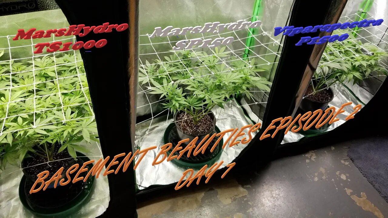 Basement Beauties! Ep.2 #MarsHydro #Viparspectra π½ #NorthGenetics π #SevenLeafGenetics πππΌππΎπday 7