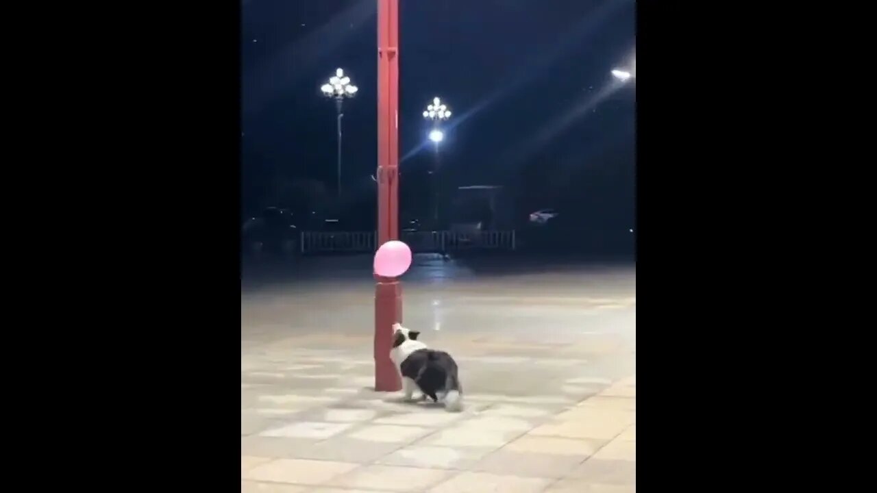 the most simple things can bring the most happiness #shorts #tiktok #border