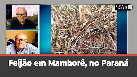 Feijão em Mamborê, no Paraná