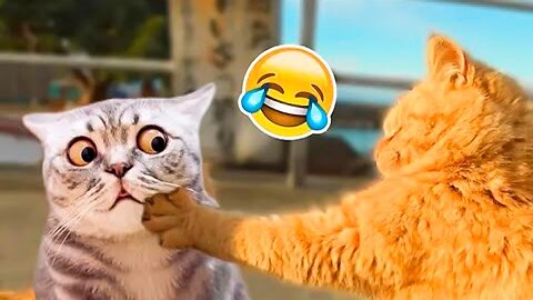 Try Not to Laugh | Funniest Pets Videos | Cats & Dogs | Parts 08