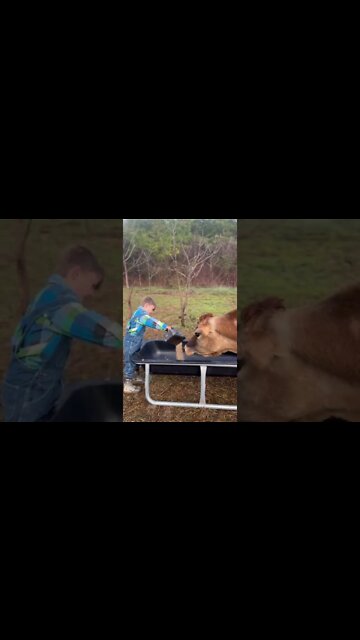 Take That Dream & Make It Reality!! #dreamlife #homestead #offgridfamily #offgridhomestead