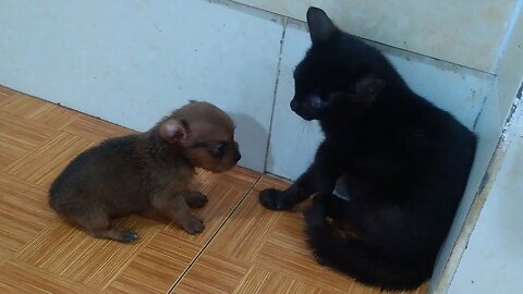 Mini Puppy Says To Kitten: I Didn't Do Anything To Panic!