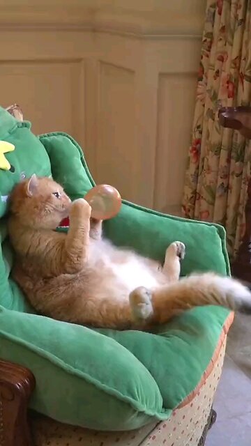 beautiful and fun cats