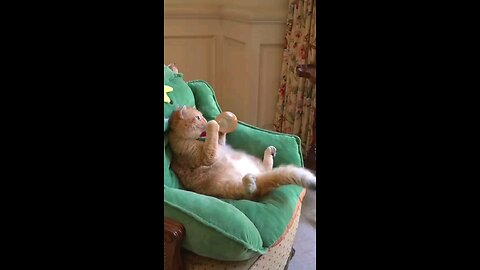 beautiful and fun cats