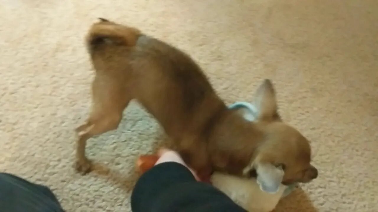 He likes playing with his new snowman toy