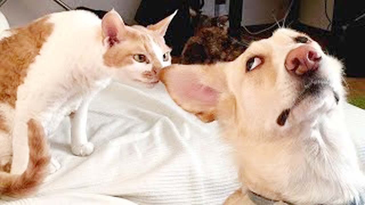 😍 Cutest Cats and Dogs 🐱🐶