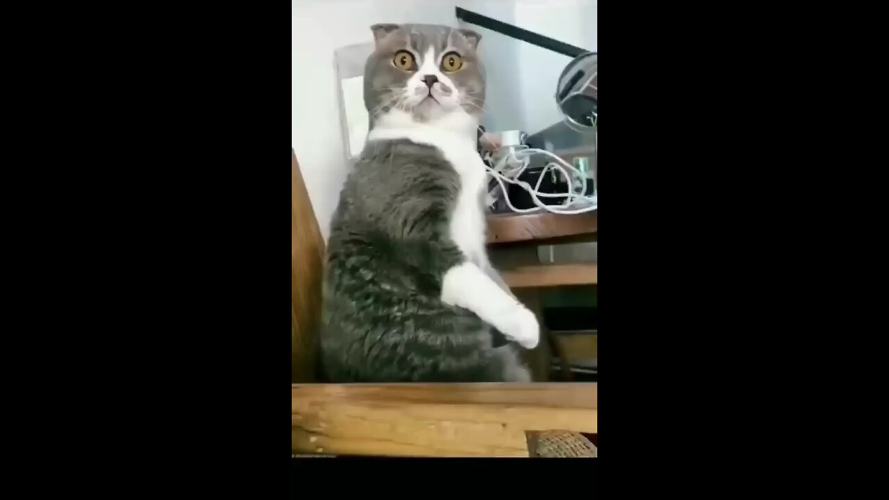 Funny animals video clips 😂😂🐶😻🤣