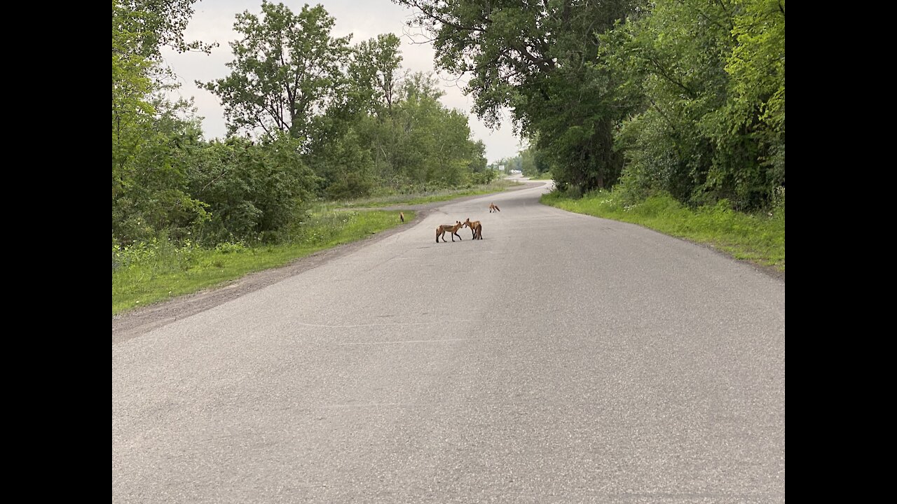 A family of foxes