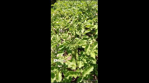 Growing Potatoes 2024