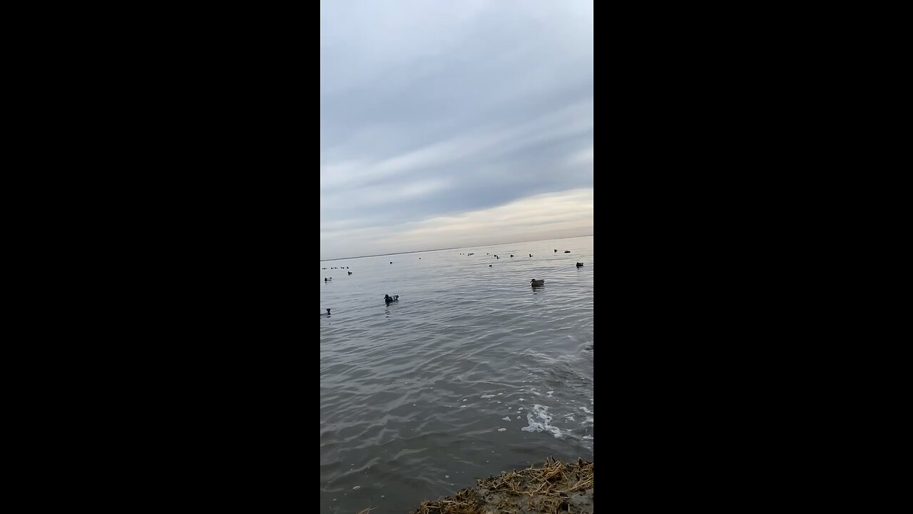 Chesapeake bay diver hunting