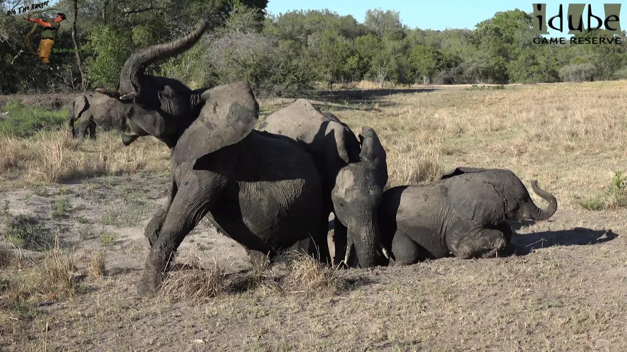 Playtime For Some Elephants