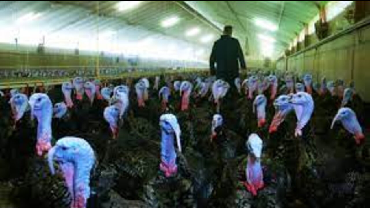 Incredible Poultry Farm Technology Produces Million Turkeys 🍗 - Modern Turkey processing Factory