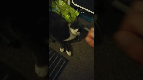 I can't tell if 🐱 is angry or playing...