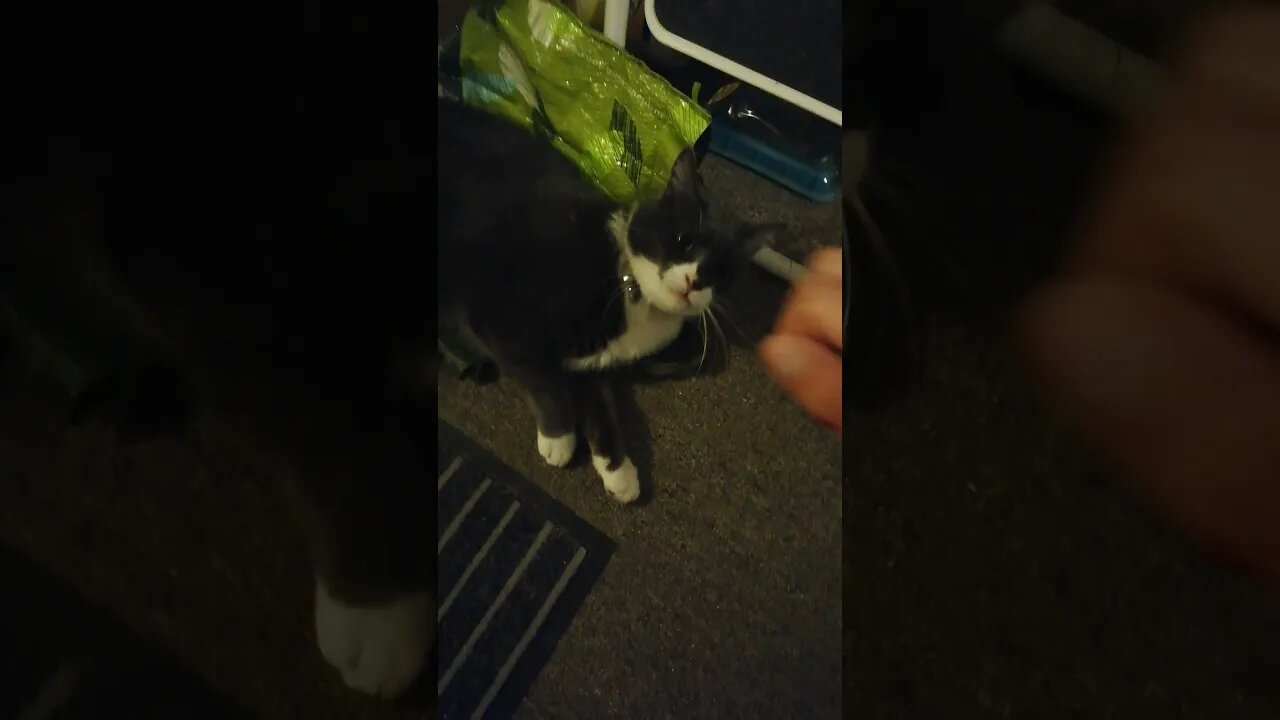 I can't tell if 🐱 is angry or playing...