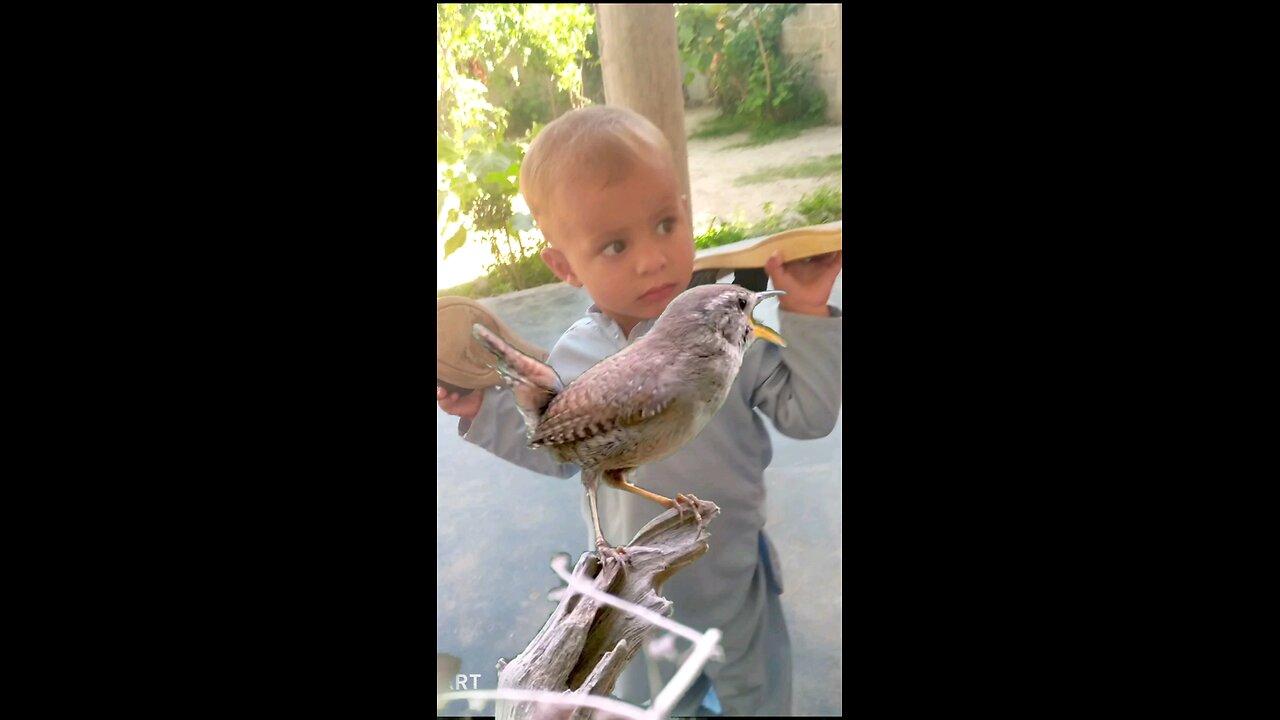 Beautiful birds and saund