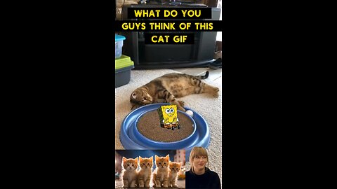 Cute Cat Gif