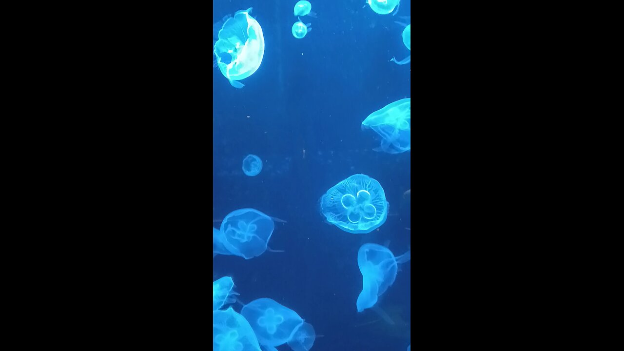 jelly fish